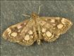 1378 (63.018) Anania coronata